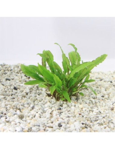 Cryptocoryne wendtii green gecko