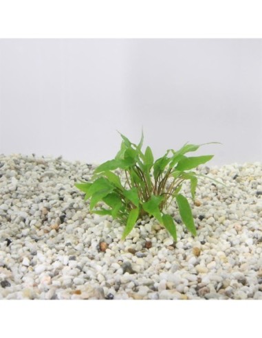 Cryptocoryne wendtii Vert