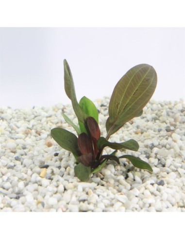 Echinodorus hadi red pearl