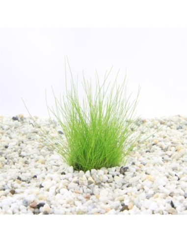 Eleocharis acicularis