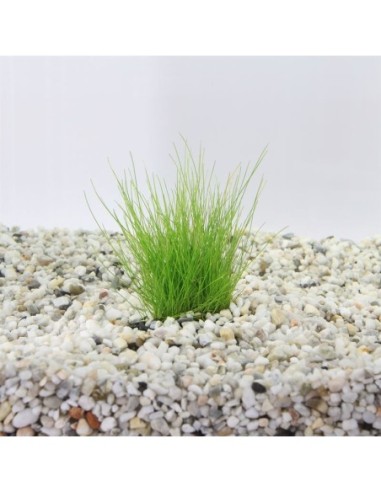 Eleocharis parvulus