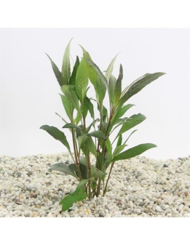 Hygrophila angustifolia rubra