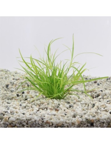 Juncus repens