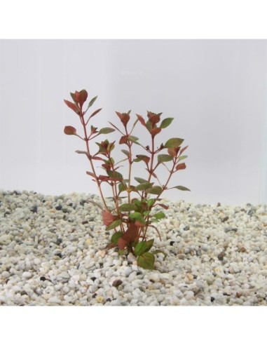 Ludwigia palustris super red