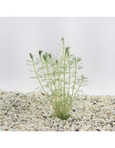 Myriophyllum brasiliensis