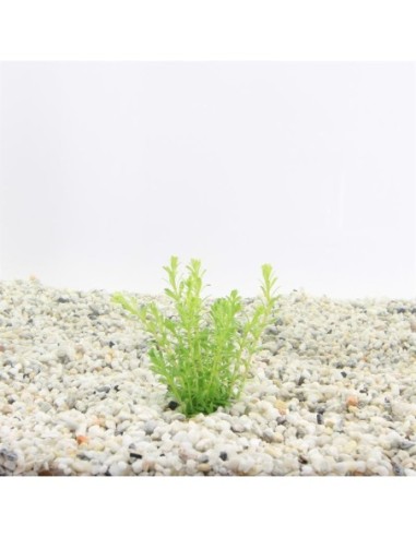 Rotala bossii