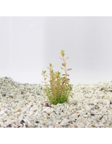 Rotala colorata