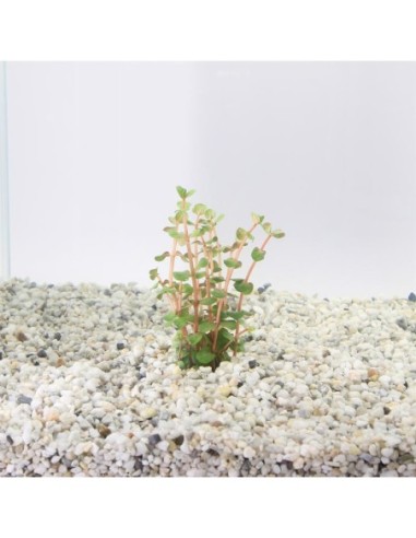 Rotala orange juice