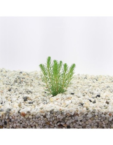 Rotala walichii