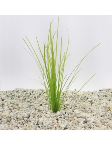 Vallisneria natans