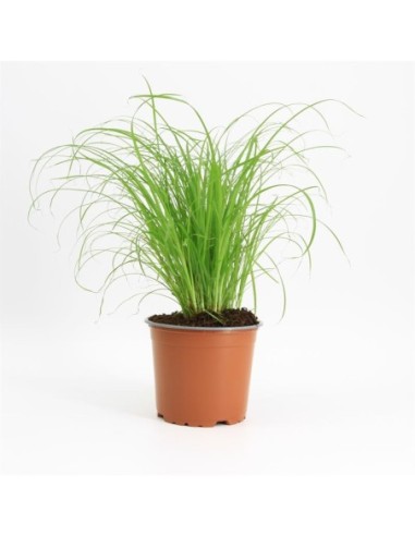 Cyperus zumula Pot (kattengras)