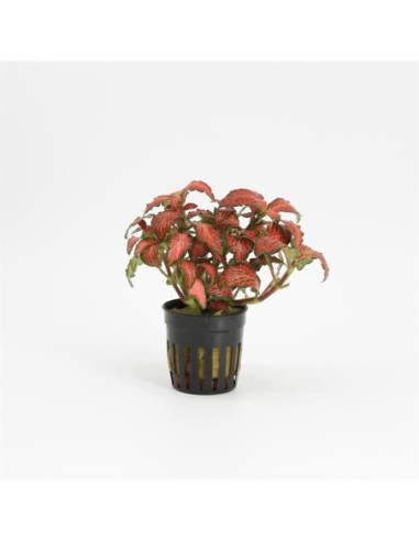 Fittonia forrest flame