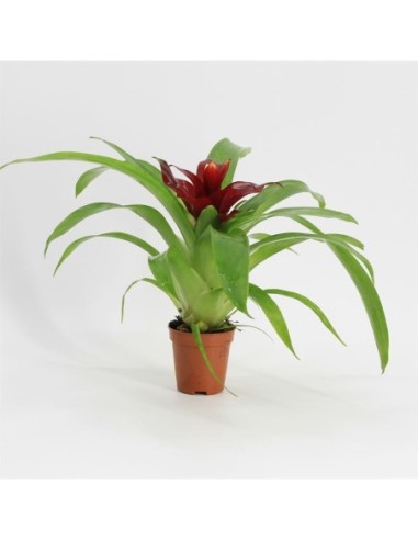 Guzmania (bromelia)