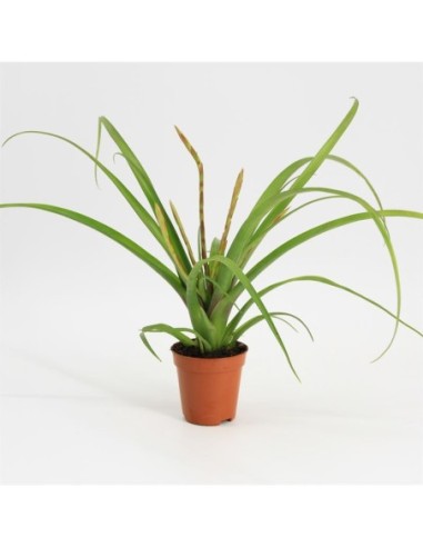 Tillandsia (bromelia)