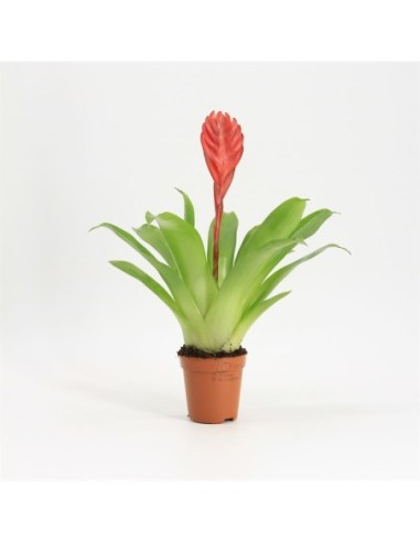 Vriesea (Bromelia)