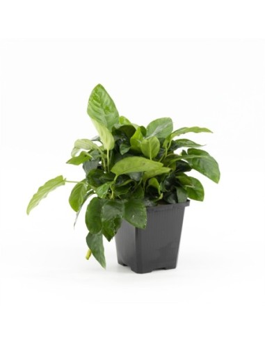 Anubias nana (P9)