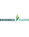 Dennerle Plant